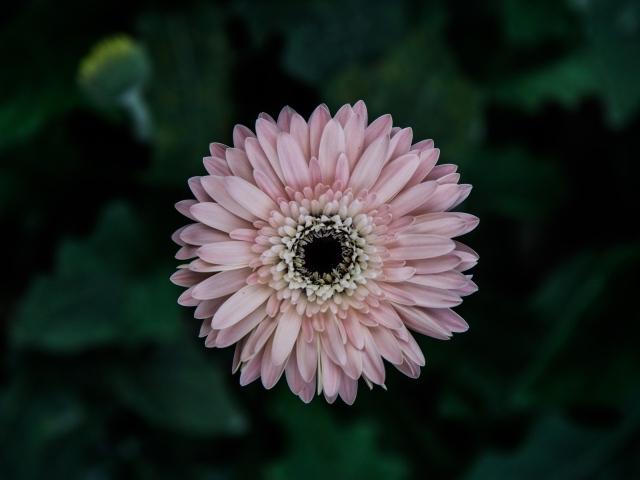 Розовая гербера вид сверху