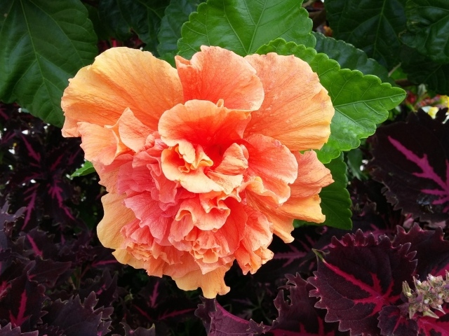 Розовый цветок гибискуса с зелеными листьями