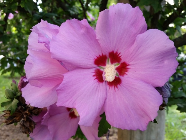 Розовые цветы гибискуса крупным планом