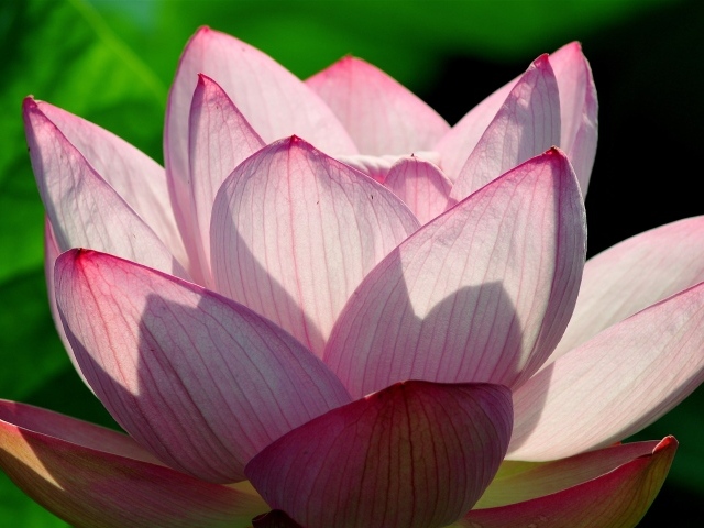 Розовый цветок лотоса в лучах солнца