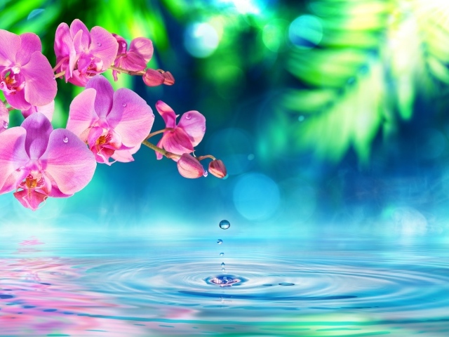 Розовые цветы орхидеи на фоне воды