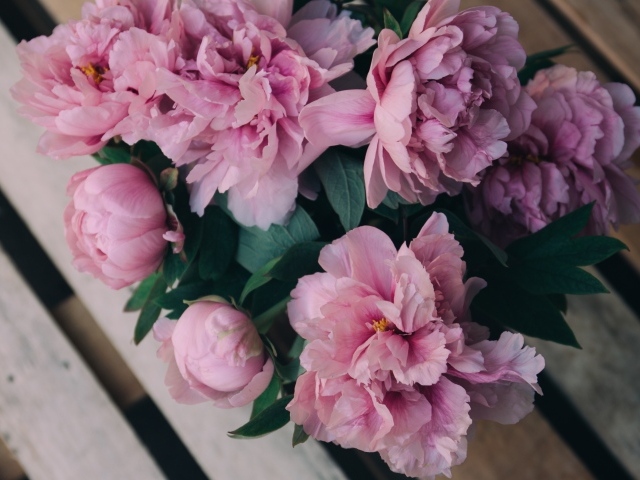 Розовые цветы пиона на деревянной лавке 