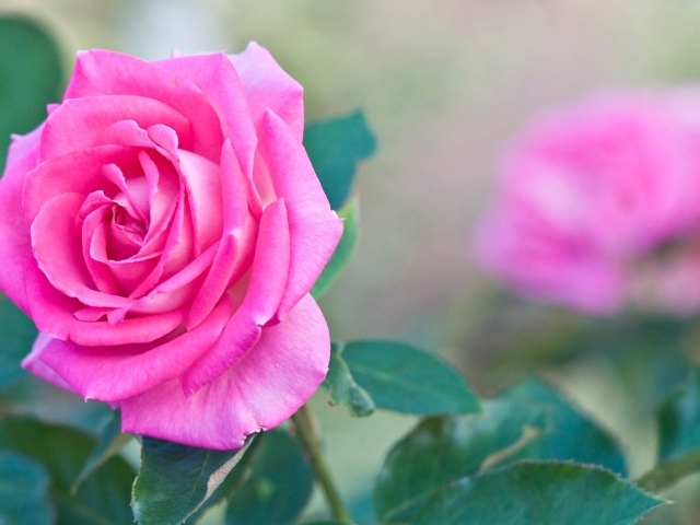 Садовая розовая роза крупным планом