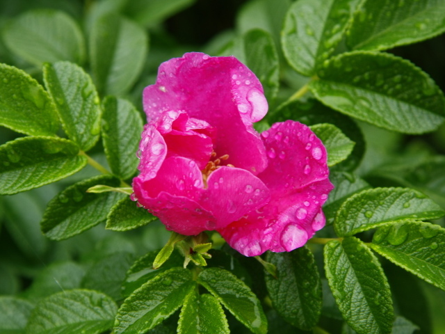 Розовый цветок шиповника в каплях дождя