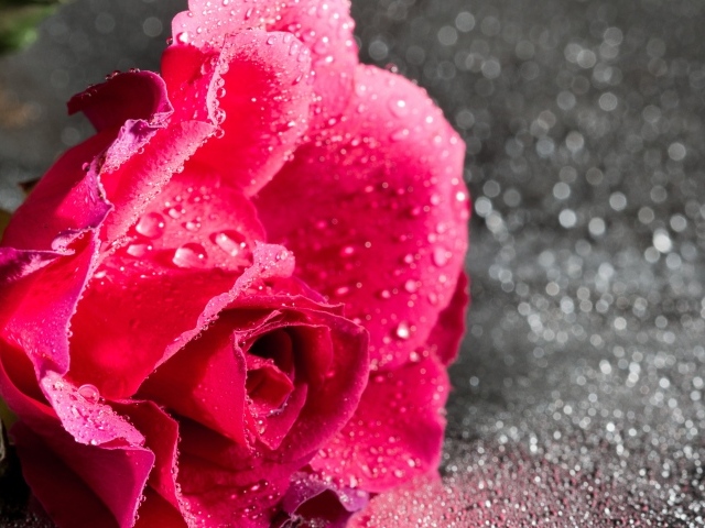 Розовая роза в каплях воды на сером фоне