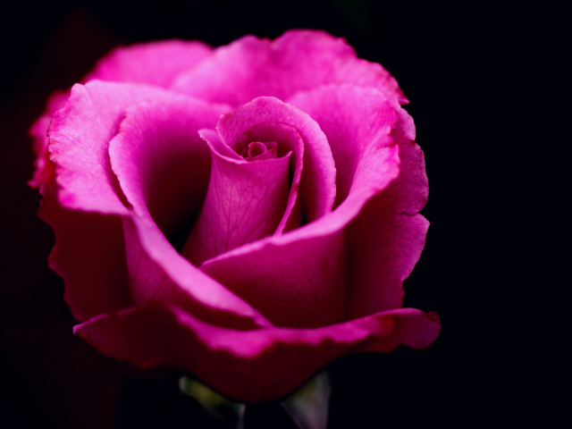 Розовая роза на черном фоне крупным планом