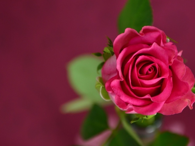 Розовая роза на розовом фоне