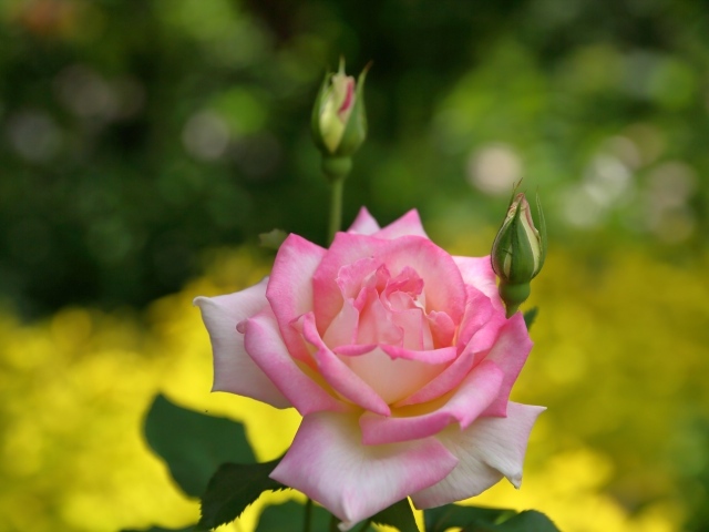 Розовая роза с двумя бутонами крупным планом