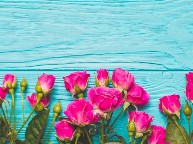 Розовые розы на голубом деревянном фоне