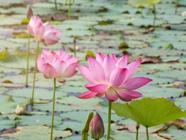 Розовые нежные цветы лотоса в воде