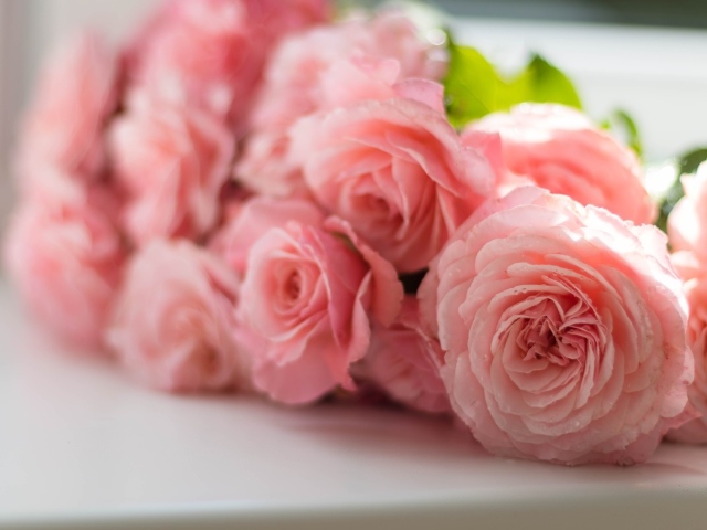 Розовые нежные розы на подоконнике