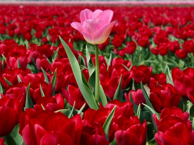 Розовый тюльпан на поле с красными тюльпанами