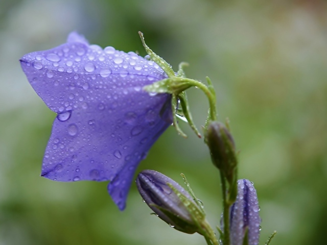 Фиолетовый колокольчик в каплях дождя
