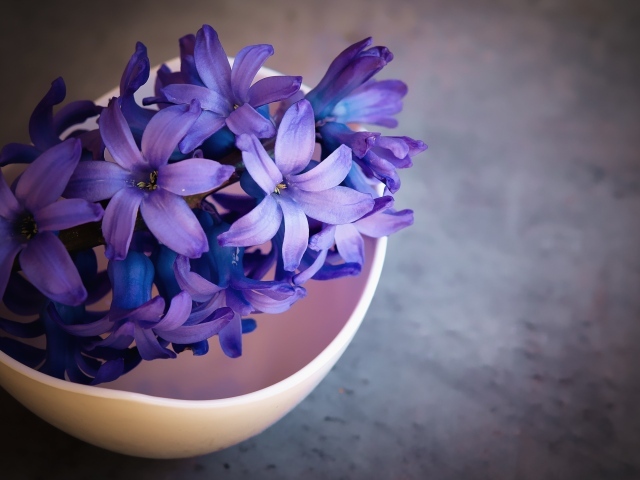 Фиолетовый цветок гиацинта на столе