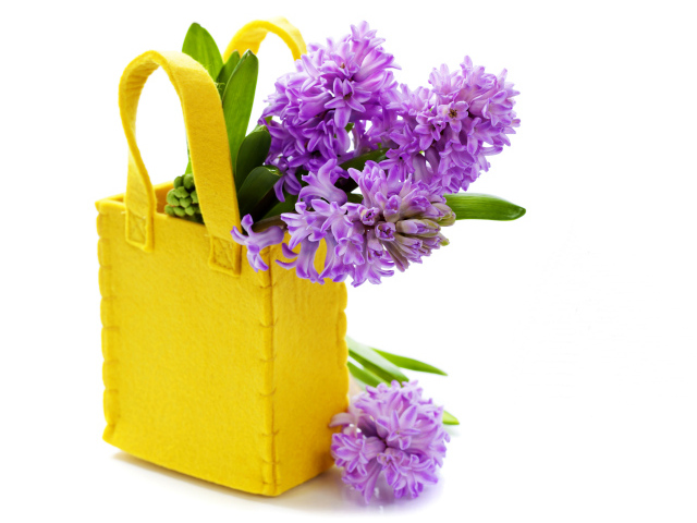 Фиолетовые гиацинты в желтой сумочке на белом фоне