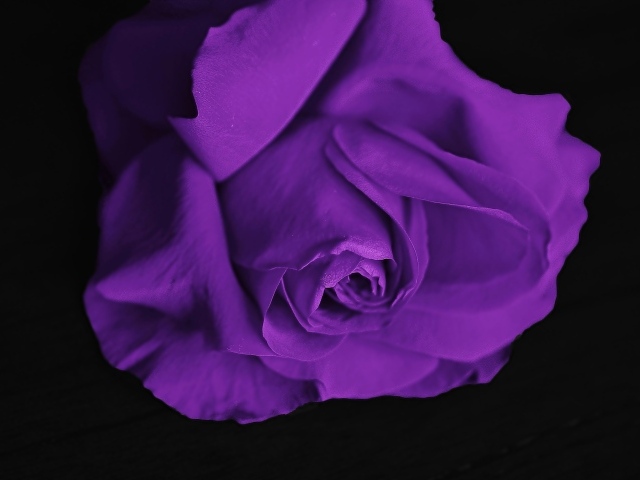 Фиолетовая роза на черном фоне крупным планом
