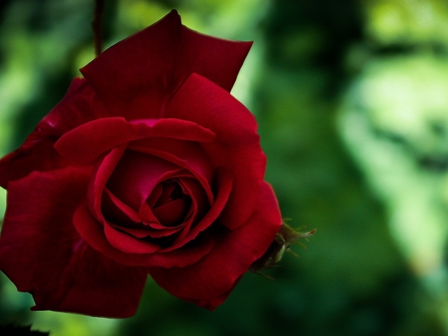 Красная красивая садовая роза крупным планом