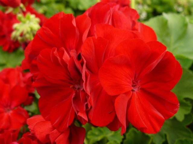 Красные красивые цветы герани крупным планом