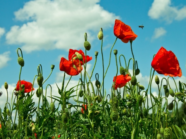 Красные полевые маки под голубым небом с облаками
