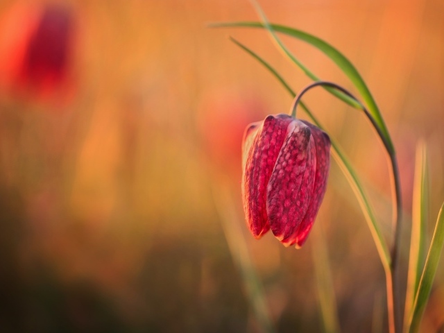 Красный цветок рябчик шахматный