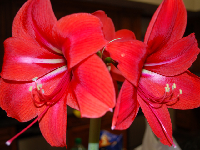 Красные цветы амариллис 