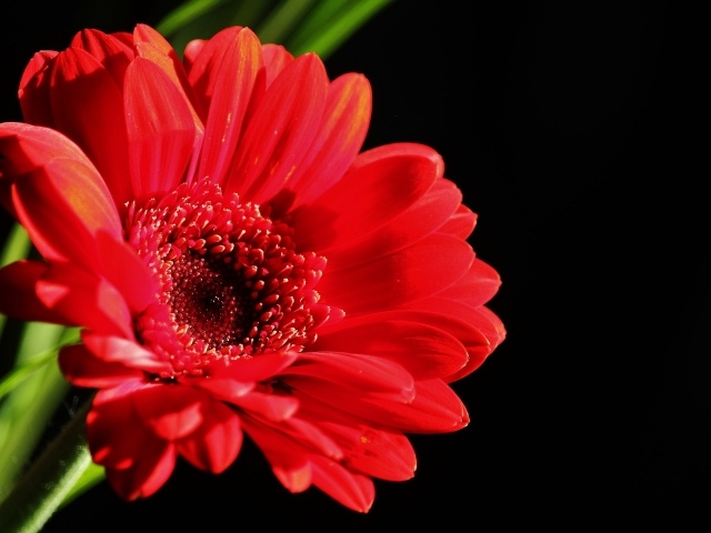 Красный цветок герберы на черном фоне крупным планом