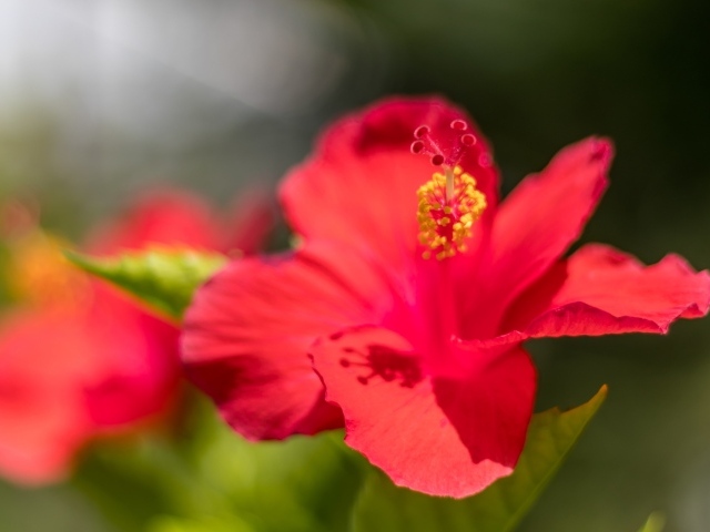 Красный цветок гибискуса в лучах солнца крупным планом 