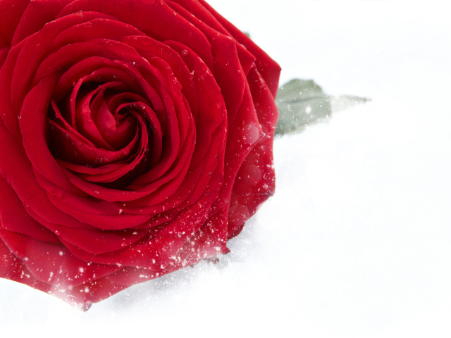 Красная крупная роза в снегу