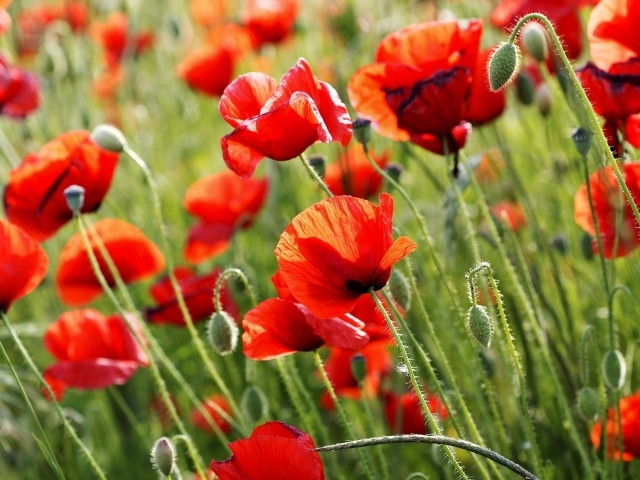 Красные полевые маки летом крупным планом