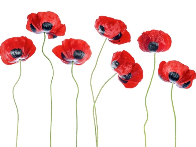Красные маки на белом фоне