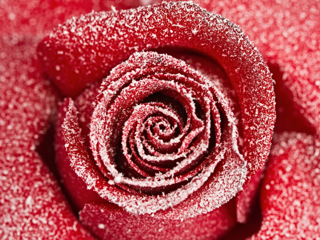 Красная роза покрытая инеем крупным планом 