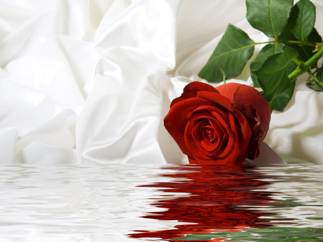 Красная роза с белой шелковой тканью в воде