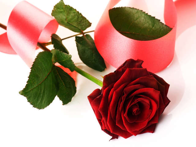 Красная роза с розовой лентой на белом фоне