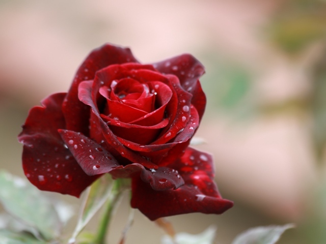 Красная роза с каплями дождя на лепестках крупным планом