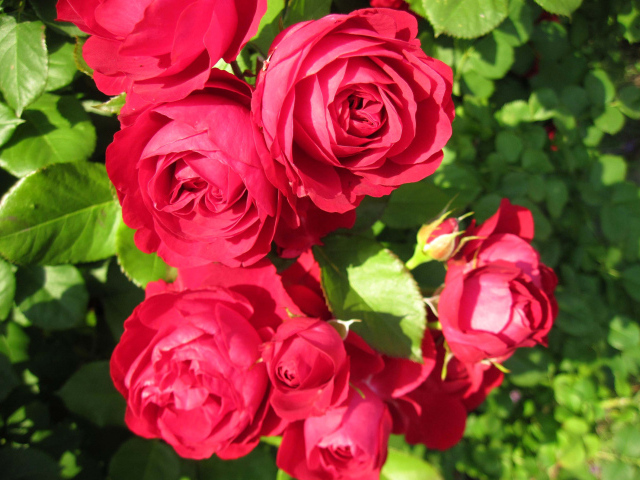 Красные розы крупным планом