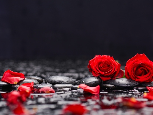 Красные розы на черных камнях в воде