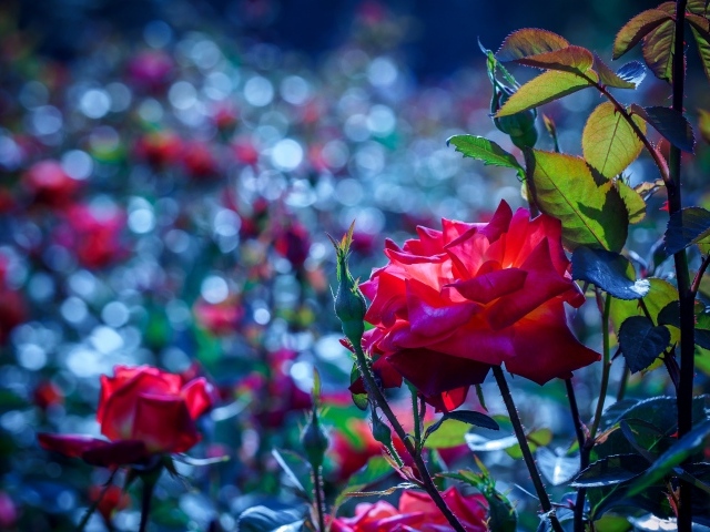 Красные розы с бутонами в саду