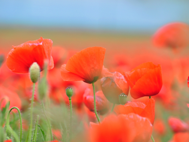 Красные летние полевые маки крупным планом 