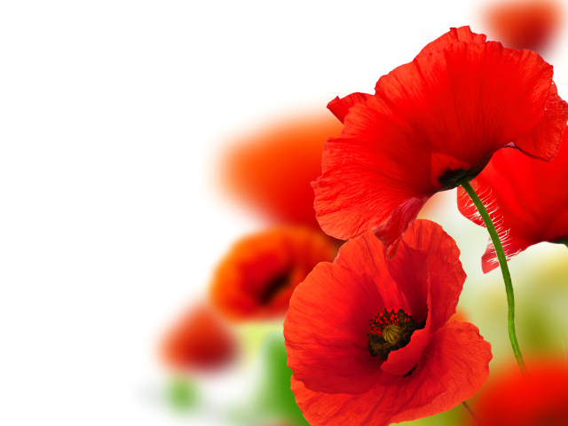 Красные летние маки крупным планом, фон для открытки