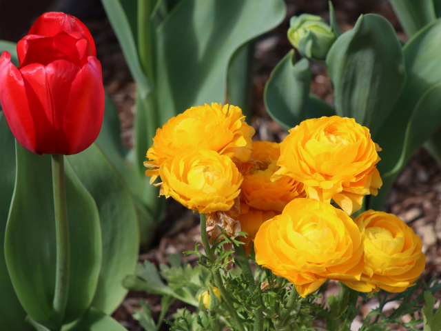 Красный тюльпан и желтые лютики на клумбе