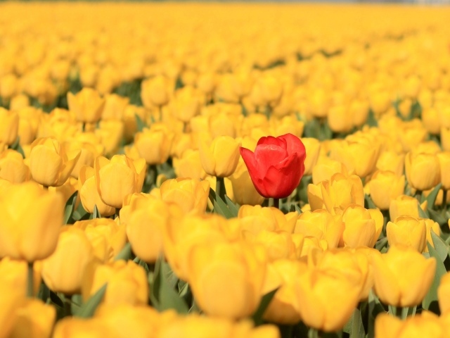 Красный тюльпан на поле с желтыми тюльпанами