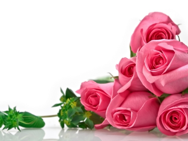 Розы на белом фоне, фон для поздравительной открытки