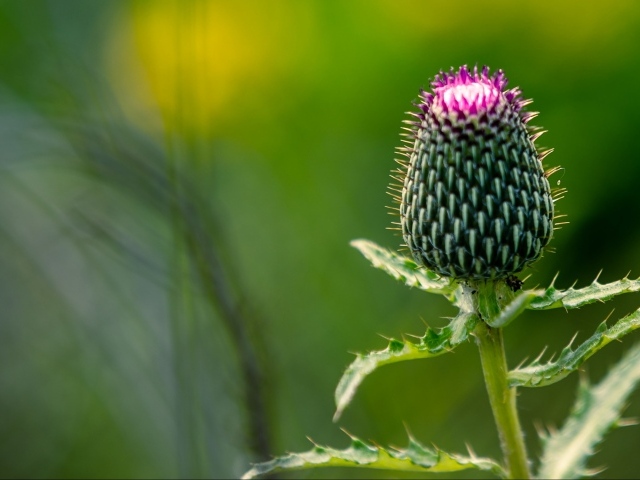 Нераспустившийся цветок чертополоха на зеленом фоне