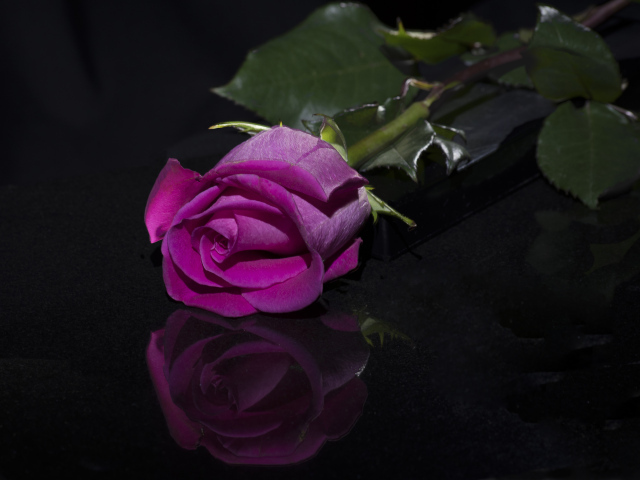 Розовая роза отражается в черной поверхности