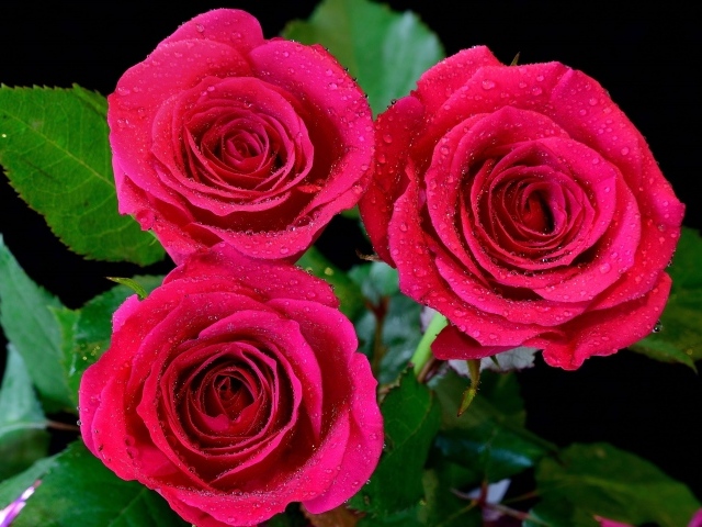 Три красивых розовых розы в каплях воды