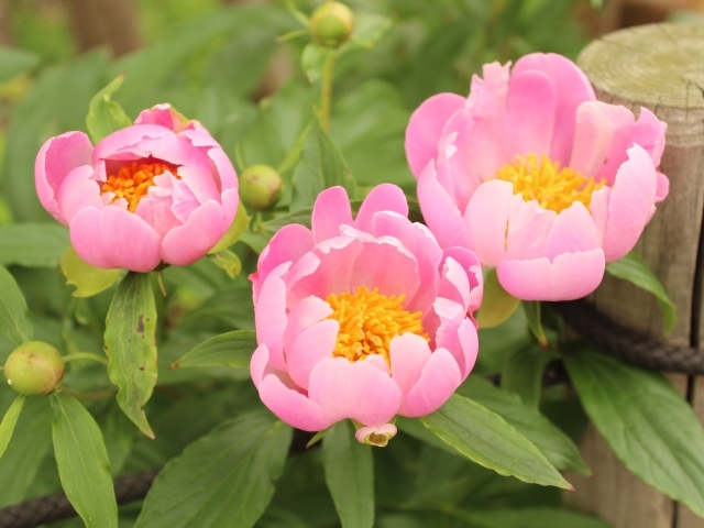 Три розовых цветка пиона