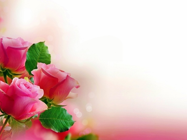 Три розовых розы, шаблон для открытки 