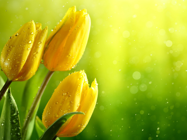 Три желтых тюльпана в каплях воды фон для открытки
