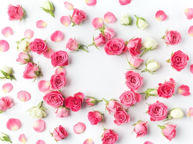 Сорванные белые и розовые розы с лепестками на сером фоне