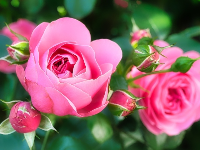 Две красивые розовые розы с бутонами
